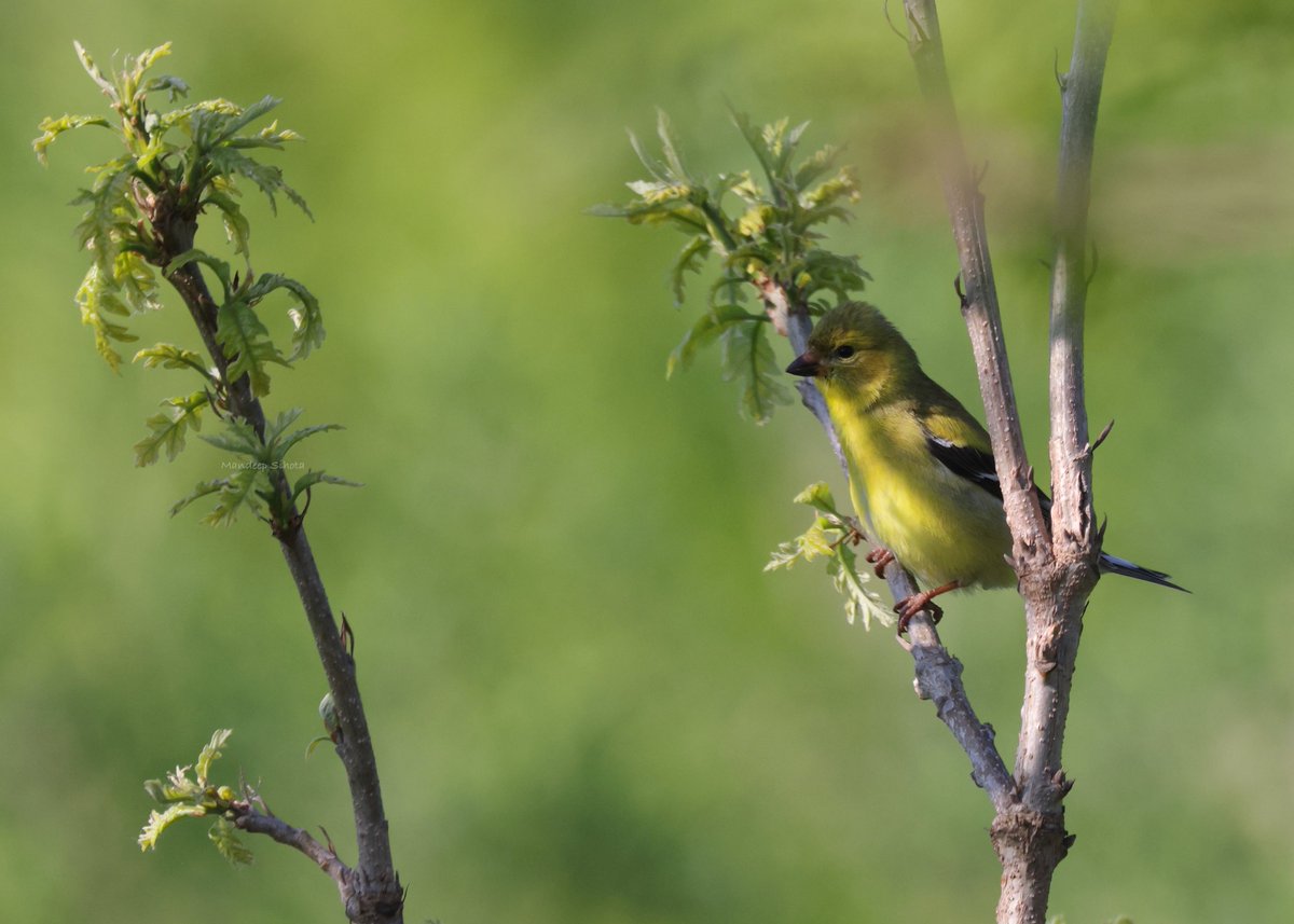 Gold in Green! Have a smiling day😊 #birds #birding #birdsinwild #birdphotography #Smile #twitterbirds #twitternaturecommunity #Canon #twitternaturephotography #IndiAves #Birdsoftwitter #Canonphotography #BirdTwitter #BirdsSeenIn2024 #Shotoncanon #AmericanGoldfinch