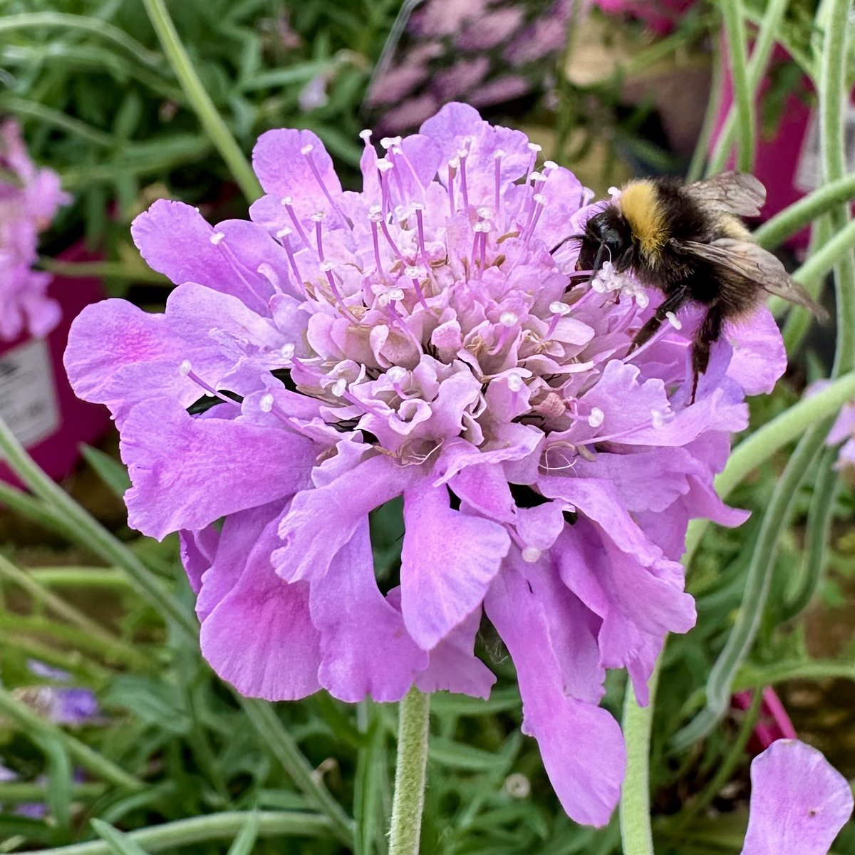 Happy World Bee Day! 🐝💜