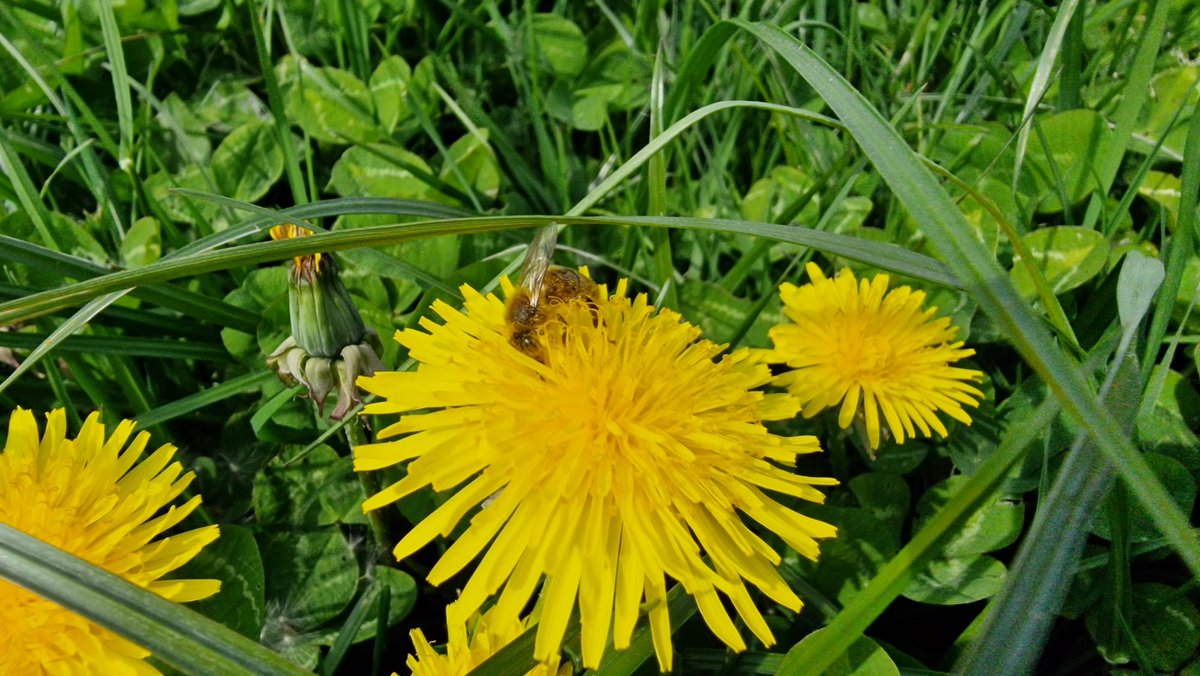 🐝🌍🌺 Happy World Bee Day! ​ 🌺🌍🐝 Our verge-cutting policy aims to encourage wildflowers and pollinators to thrive, without compromising road safety. Here's some photos of bees at urban verge areas we are rewilding. #worldbeeday #wildflowers #rewilding #nature