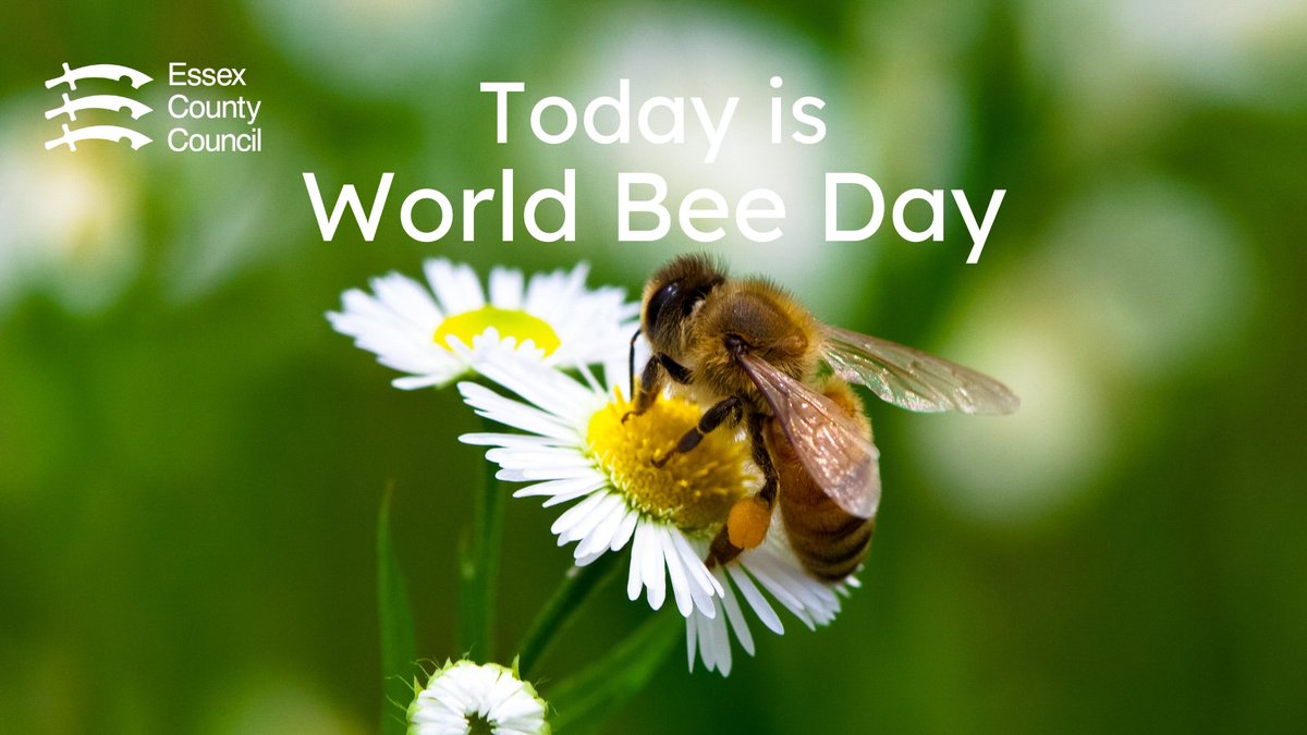 🐝🚫🧪 Pesticides pose a serious threat to bees. Today is #WorldBeeDay! Let’s take action to protect our pollinators that are vital for food security. Get involved: FAO World Bee Day. #ProtectPollinators