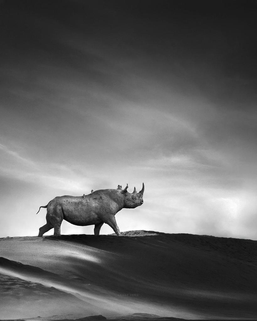 #MonochromeMonday #DontLetThemDisappear into the mists of time between reality and a dream...... #StopRhinoPoaching #rhino horn is 🚫 💊 or a status symbol! It belongs on a LIVE #rhino‼️ When the buying STOPS the killing can too.🦏⏰️⌛️🆘️ #EndangeredSpecies 📸 Shaaz Jung