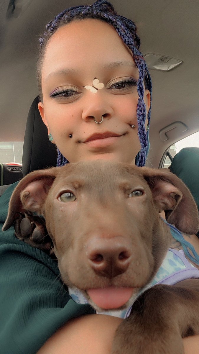 ColorBlindBunni's tweet photo. Soooooooo I got a puppy.
His name Is Alphonse Elric Romá Estevão-Valentine
and he's a Chiweenador
(Doxin-Chaco Lab-Chihuahua)
#doxin
#colorblindbunni #artbyartemisthegemini #fmab #fullmetalalchemistbrotherhood https://t.co/teK7ehbyvs