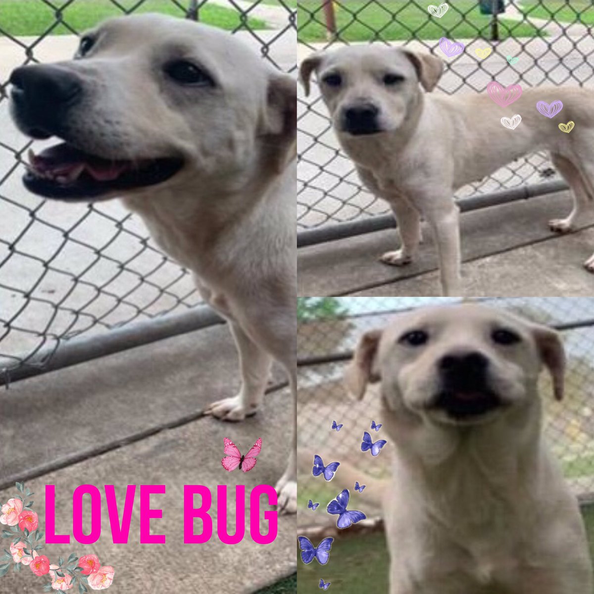 🆘 SWEETEST DOG LOVE BUG #A713336 (2yo F, 33lb) WHO WANTS TO HUG🥰 EVERYONE IS TBK TODAY 5.20 BY SA ACS #TEXAS‼️ 🏳owner surrender In play-yard she was scared of other dogs, screamed & run in a corner🥺! She’s sweetness personified❤️‍🔥All she wants is to get pets💘 ☎️2102074738