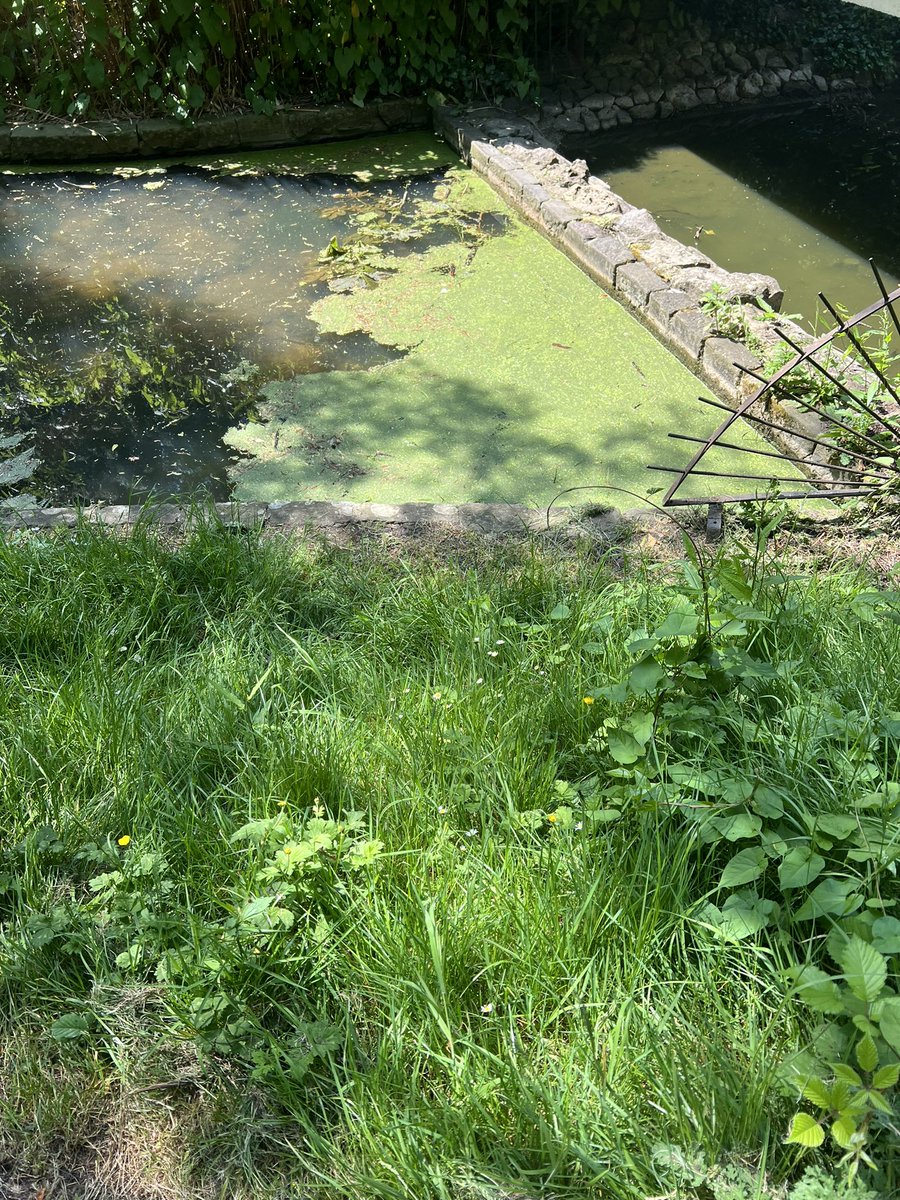 Angiemut's tweet photo. The large pond #VictoriaPark
#manky #Stagnant #DevoidOfLife except insects
Wouldn’t even let my dog drink out of it 😩 @bathnes https://t.co/sDvo2tmeio