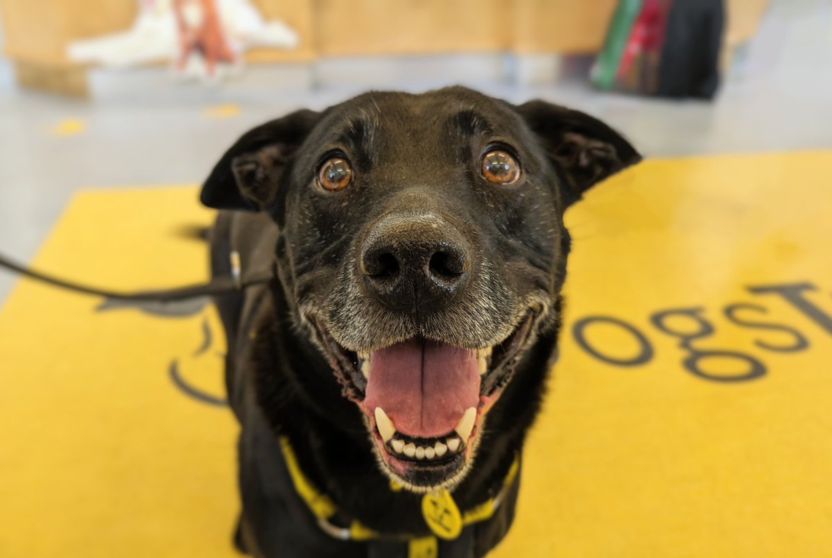 Mondays are better with Oliver, but actually so is every day! 🤪💕 This gorgeous boy loves getting attention and is partial to a little treat too! He is such a charming fella who is hoping to find his forever home soon 🤗

@DogsTrust