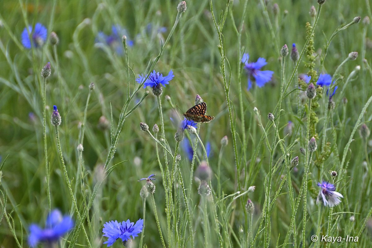 Was ist das denn für eine Schönheit? #Schmetterlinge #Naturbeobachtungen #Insekten #Blühwiese