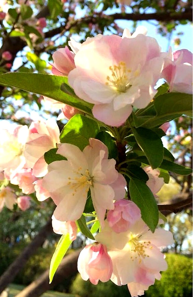 Chinese ornamental apple blossom💜🩷🤍🌸☘️🍃