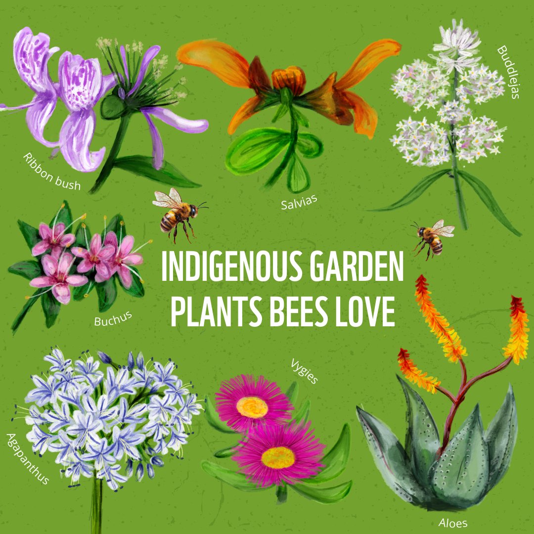 “Save the bees' should really be 'grow food for bees'. 🌼 Just like us, honeybees need a healthy diet. 🌸 Visit your local nursery to source indigenous bee-friendly plants for your garden! 🌿 RT to support our pollinators! 🍯 #WorldBeeDay