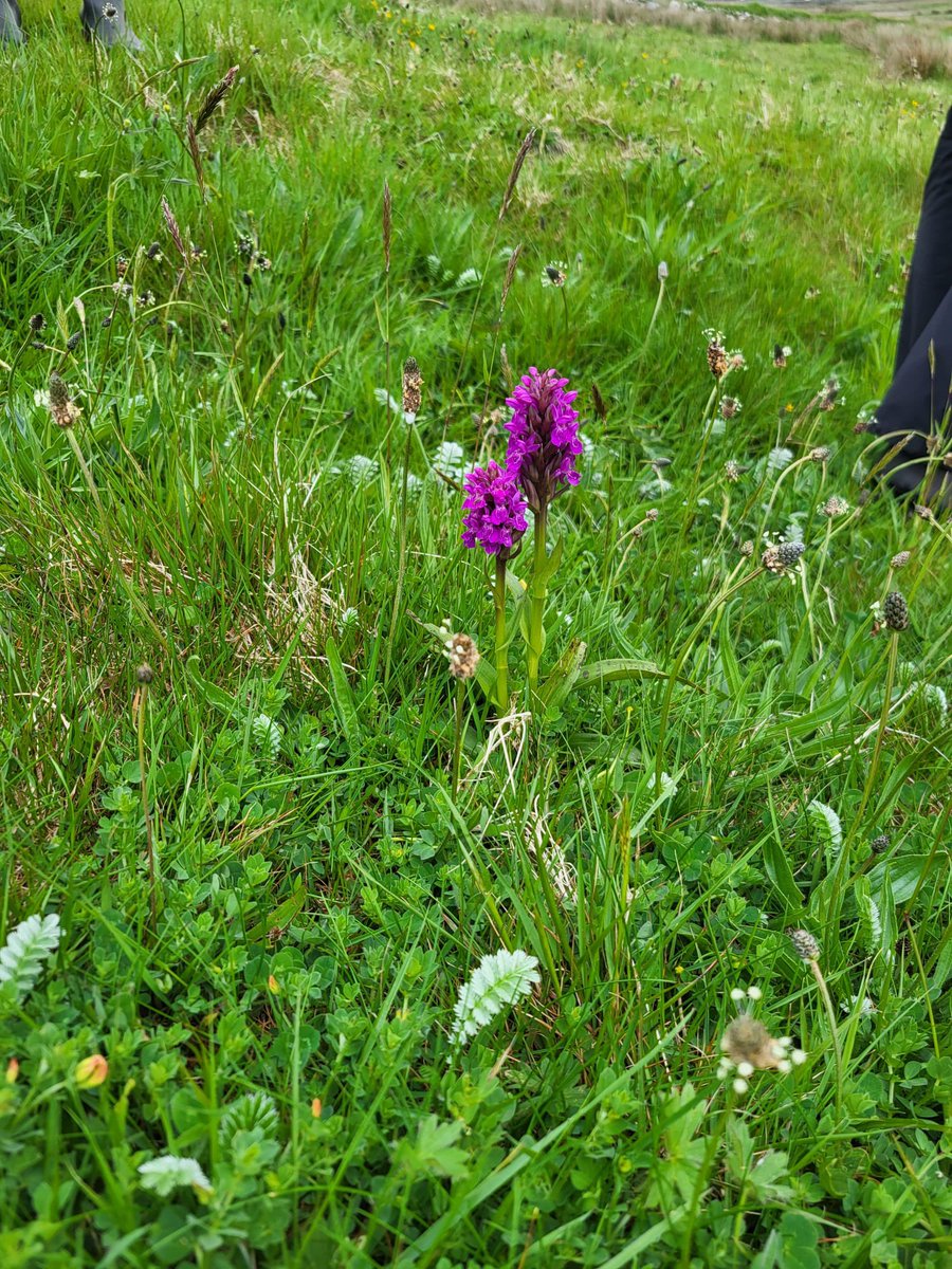 Our team have been busy ups killing for the new field season.  Thanks to @phoebeob1 for facilitating a grassland indicators workshop for our team. #ACRES #locallyled @agriculture_ie