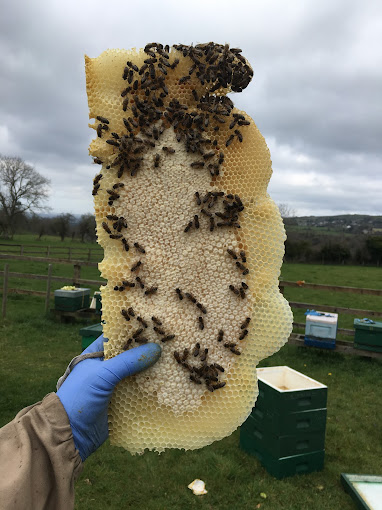 On this World Bee Day we visit Olly's Farm on the foothills of the Dublin mountains as he collects the honey from his 300 hives on #RTENationwide this evening, Monday 20th May @RTEOne 7pm & RTE1+1 at 8pm @OllysFarm @IrishEnvNet @PollinatorPlan @IrishBeeCP @BioDataCentre @rte RT