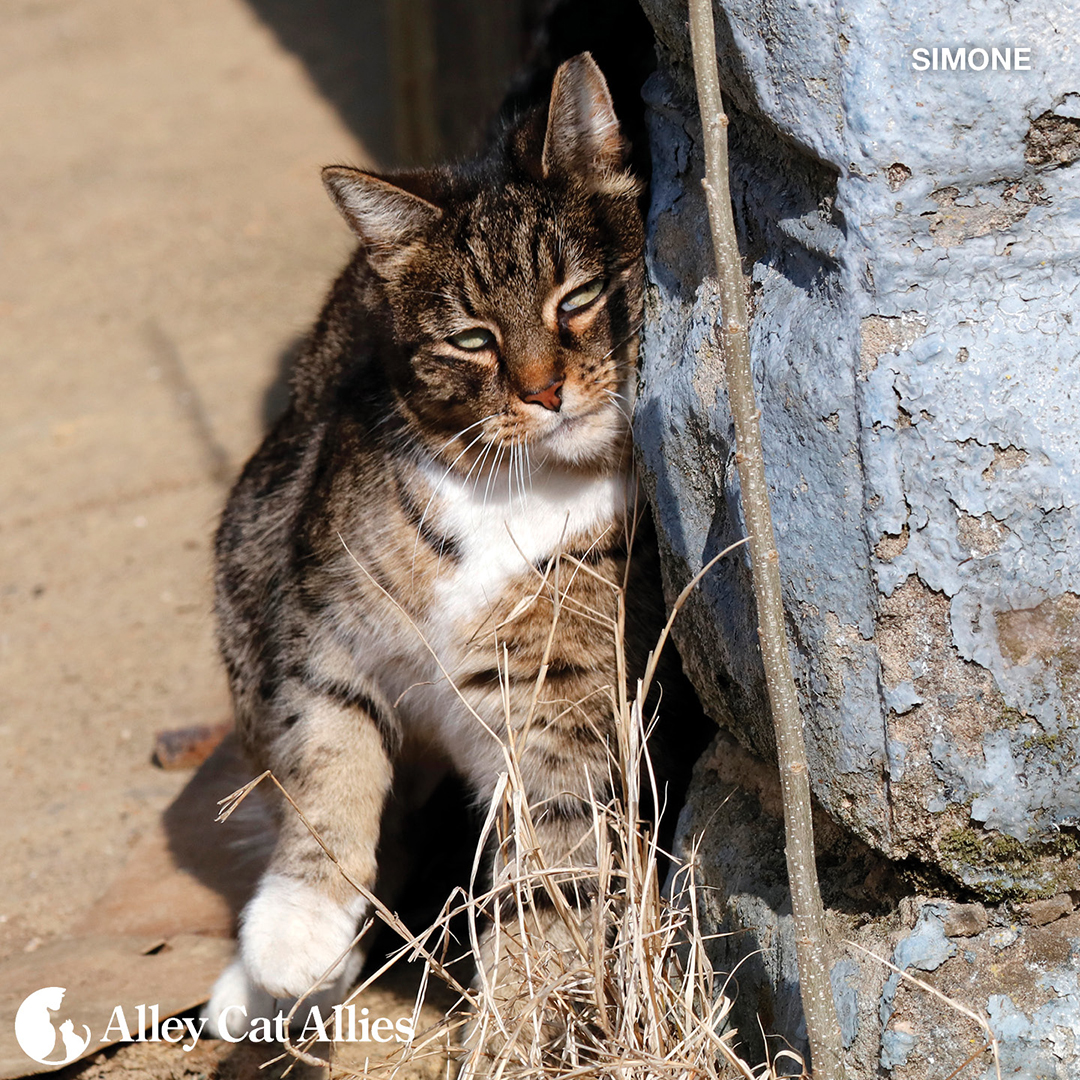 Instead of impounding community cats, animal shelters must re-route them to Trap-Neuter-Return (#TNR) programs where they are spayed or neutered, vaccinated, eartipped and microchipped for identification, and returned to their outdoor homes.

Learn more at alleycat.org/AnimalShelters
