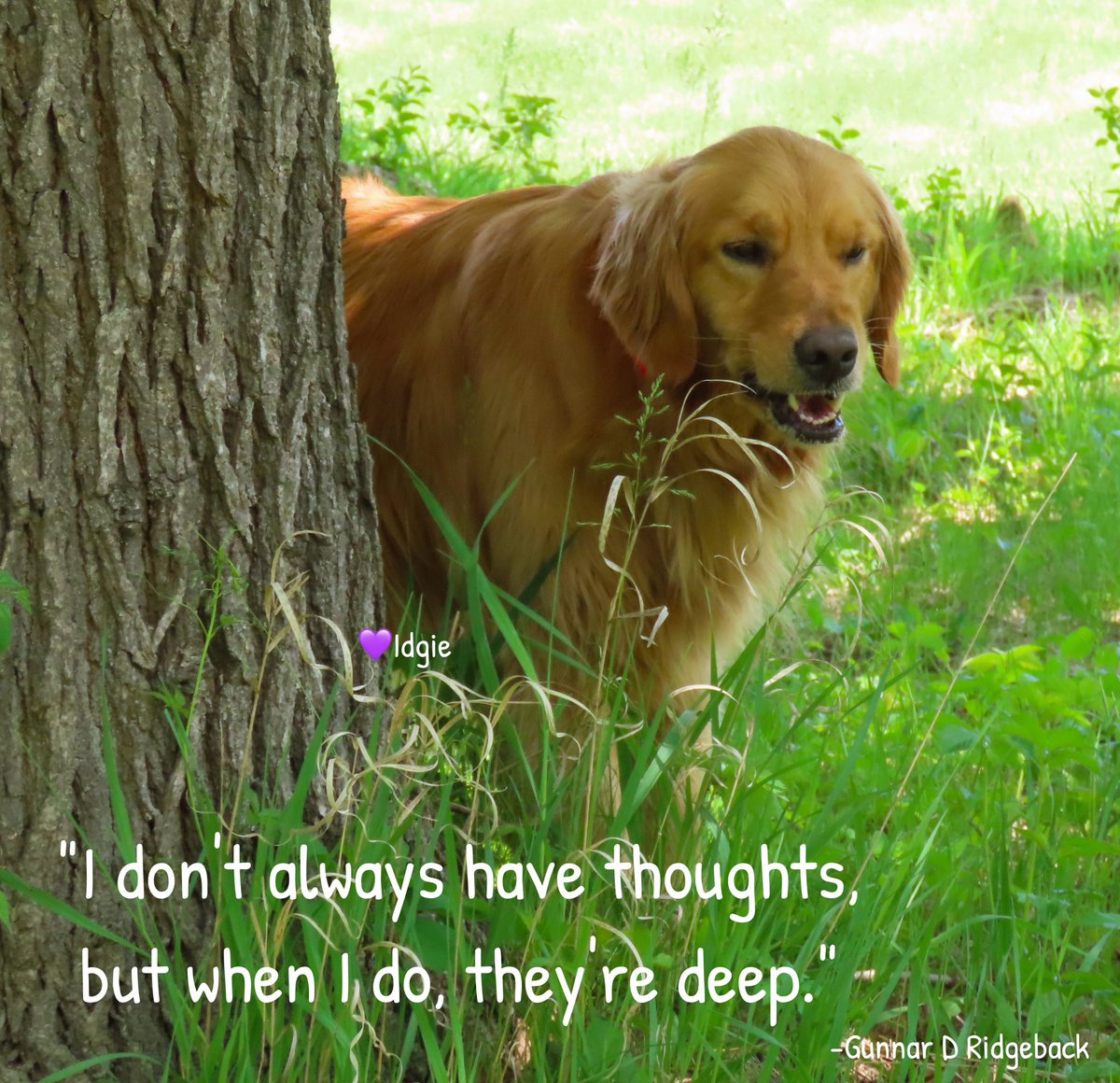 It’s good to start the week with some thoughts… BOL! Have a great day everypawdy! #MondayMotivation