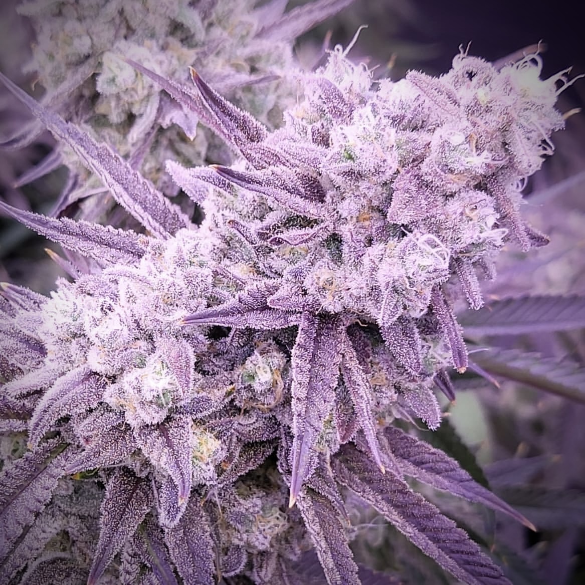 Check out this amazing grow by @reaper_the_copy_cat using the Kind LED X² Grow Light! 💡 With advanced spectrum control and energy efficiency, the X² helped achieve incredible yields and vibrant, healthy plants from seed to harvest. 🛒 Shop KIND: bit.ly/KINDLED