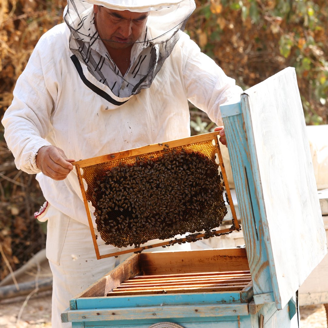 The effects of climate change threatened Ibodulla's long tradition of beekeeping in #Tajikistan. But after an IFAD-supported project brought running water to their village, more people started growing fruit trees and vegetables, allowing their #bees to thrive again✨
