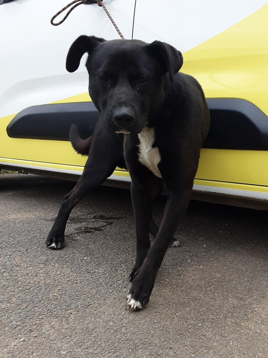 Urgent, please retweet to help find the owner or a rescue space for this stray dog found/abandoned #LEIGHTONBUZZARD #BEDFORDSHIRE #UK 🆘 Male Cross breed, chip not registered, found 13 May. Now in a council pound, his 7 days are nearly up. Please share widely, he could be