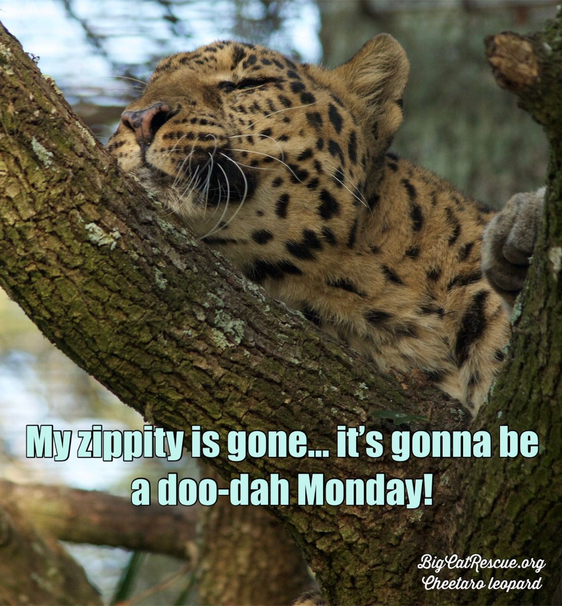 “My zippity is gone... it's gonna be a doo-dah Monday!” 

#CheetaroLeopard #BigCatRescue #BigCats #Leopard #Monday #Quote #Quotes #Memes #Sleep #CaroleBaskin