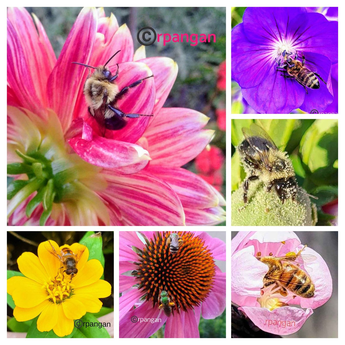 Happy #WorldBeeDay !!! #SaveTheBees
No Bees, No Life!  
#mygarden #twitternaturecommunity #bees #insects #pollinators #pollinatorsgardens #Gardeninglife
