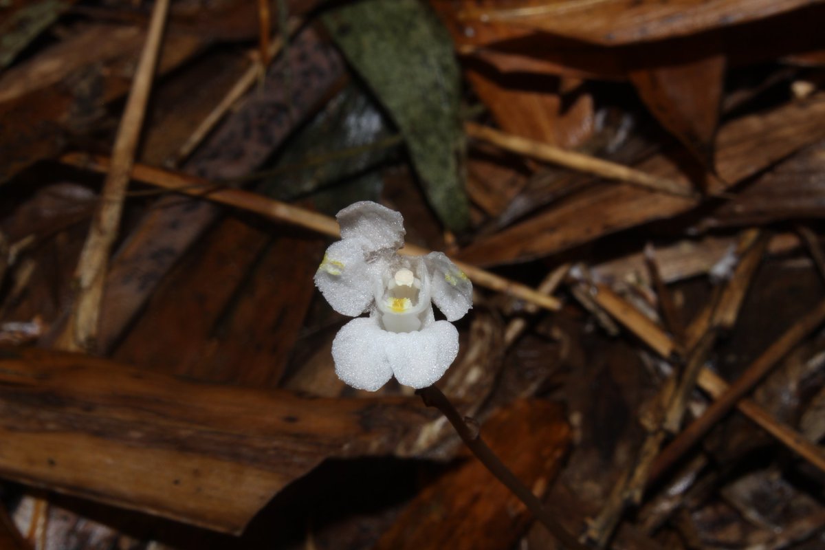 VinayK76Sahani's tweet photo. Didymoplexis pallens Griff.
One of the #terrestrial #mycotrophic #orchid
#Didymoplexis
#Didymoplexis_pallens
#Didymoplexispallens
#Orchidaceae
@pertin_minom
@imVmayur
@gunsnrosesgirl3
@kewgardens
@NaturePlants
@Phytotaxa
@PhytoKeys https://t.co/J1bo3C7tGx