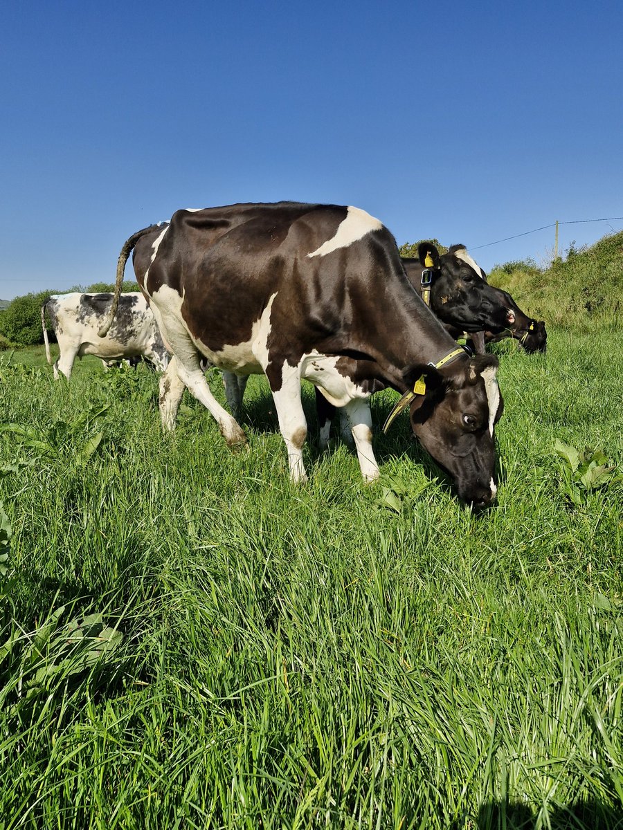 Weather like this is good for the soul , after a very tough couple of months ☀️☀️☀️☀️🇮🇪🐄 
#GrassToMilk2024 #WestCork🇮🇪