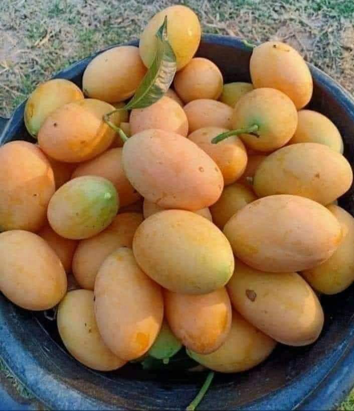 سجن دی دید
ساڈی  عید

خوش آم 🥭 دید