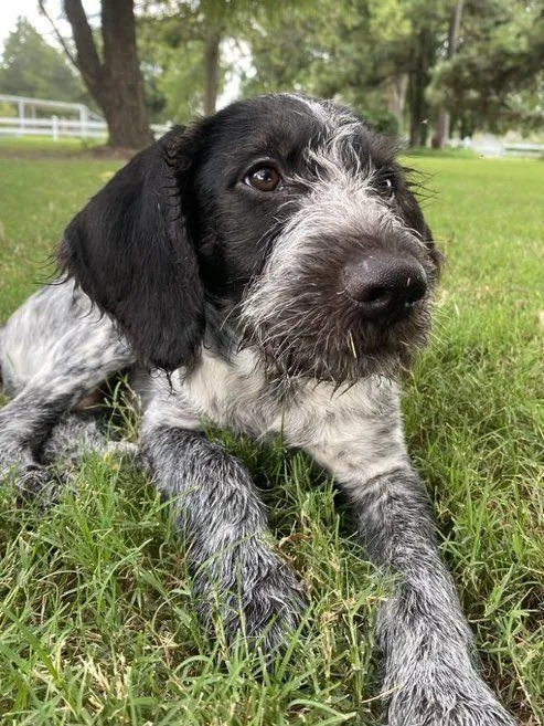 New: This photo of Kristi Noem's dead dog went viral on the left. It's fake.

An image that is being characterized by left-wing websites, commentators, local TV stations, and animal rights groups as depicting the deceased dog is actually of a living dog named Blue owned by a man