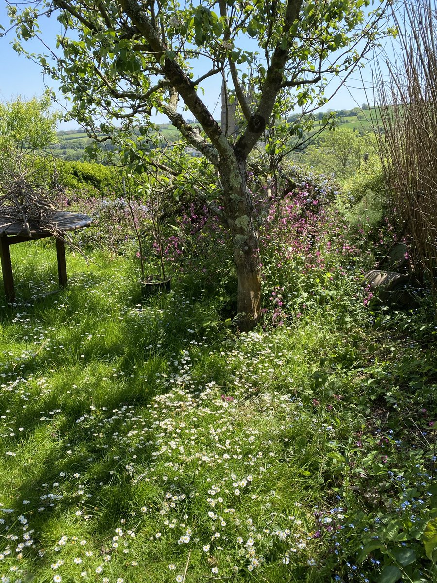 ⁦@Carolfaebeith⁩ Here’s mine. Just call it rewilding - works for me.