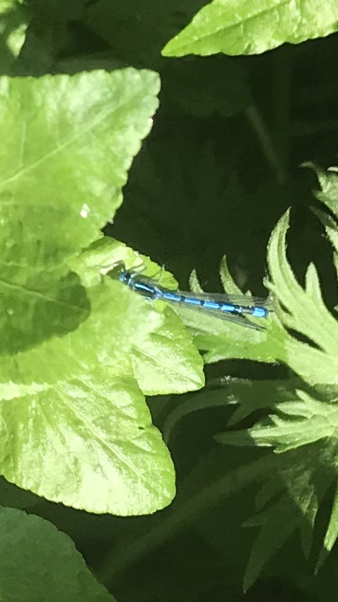 eefamac1's tweet photo. @IrishEnvNet this beautifully coloured fellow was on my lunchtime walk near a river, guessing a type of dragonfly? #BackyardBioBlitz https://t.co/ENHwwX5ucT
