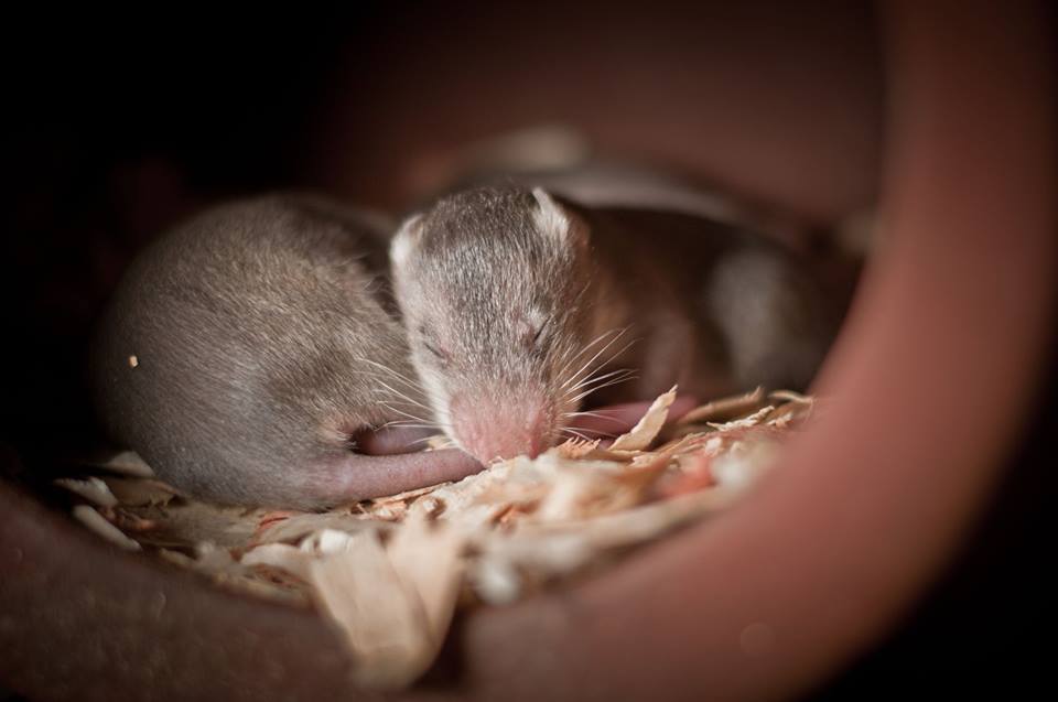 Those cute baby rats still have some time to go before they become #HeroRATs and they spend that spare time the right way: tucked in bed on a Monday. #mondaymood #mondayvibes #heropups #APOPO #sleepy