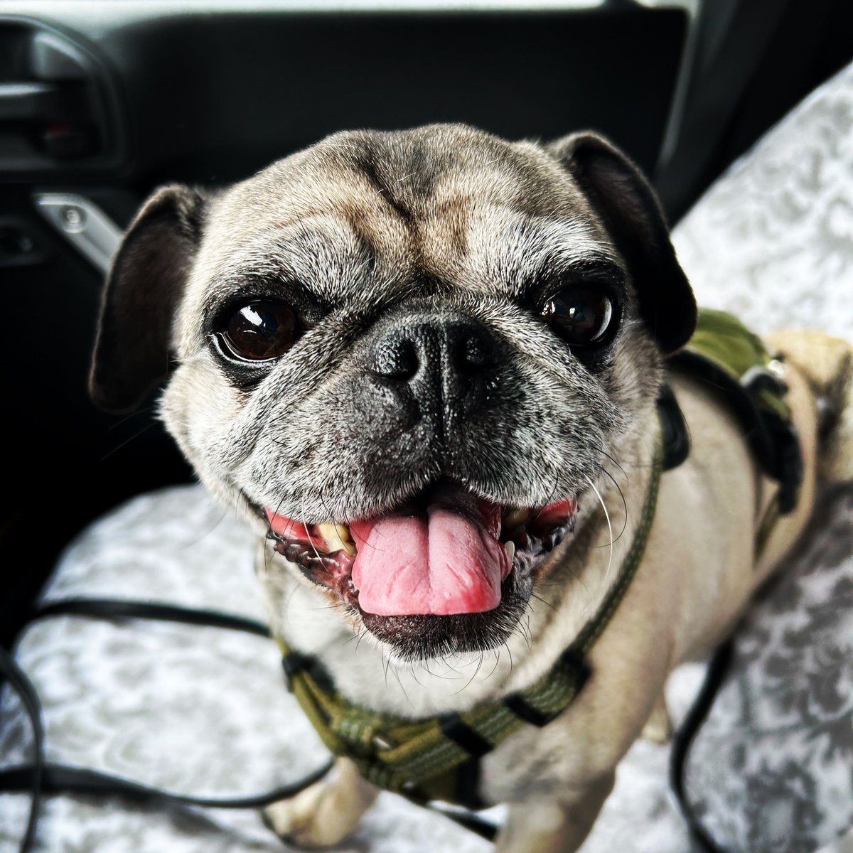 Today is National Rescue Dog Day and we're featuring Emergency Management Specialist, Stephanie's dog, Charlotte. Charlotte is a pug rescued from Gwinnett County Animal Shelter. Stephanie says Charlotte loves breakfast, dinner, and snacks (in that order) and hates thunderstorms!