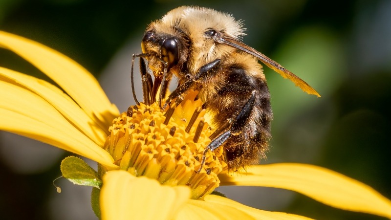 #DíaMundialDeLasAbejas | 🐝🍯 La apicultura en el #Suroeste ha venido tomando fuerza como una actividad económica rentable. 🤩 A propósito del día mundial de las abejas, reconocemos su papel en los sistemas productivos de esta subregión. 💚📻#EmisoraUdeA #90AñosConVozUdeA