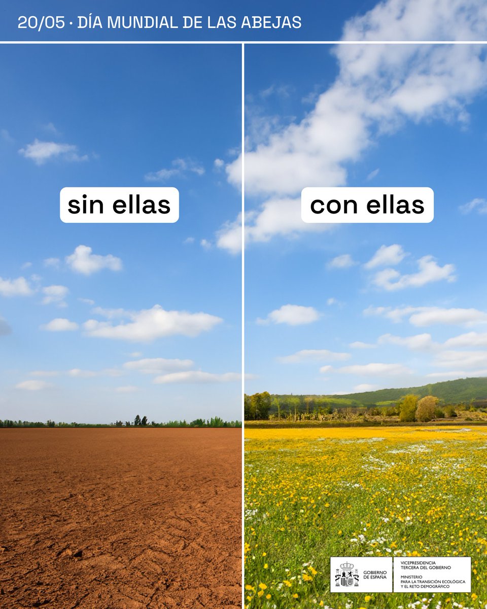 Las abejas son imprescindibles para la supervivencia de los ecosistemas 🐝 El 75% de cultivos dependen de polinizadores 🐝 Sin ellas peligrarían 25.000 especies de plantas 𝗖𝗮𝗱𝗮 𝗲𝘀𝗽𝗲𝗰𝗶𝗲 𝗰𝘂𝗲𝗻𝘁𝗮 #DiaMundialDeLasAbejas