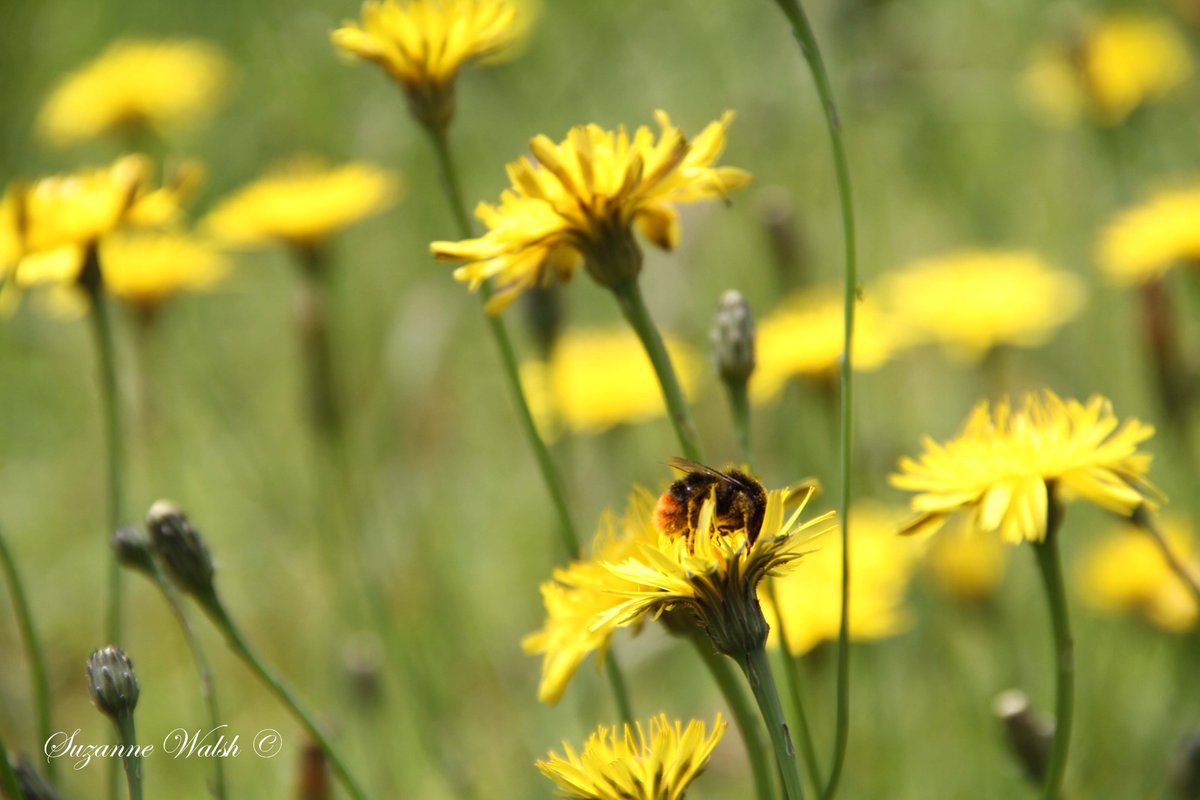happy World Bee day everyone. #Gardeninglife #gardening #wildlifephotography #PhotoOfTheWeek