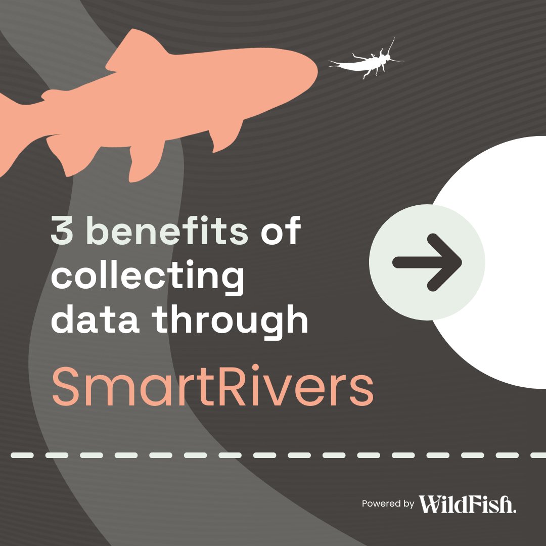WildFish tweet media