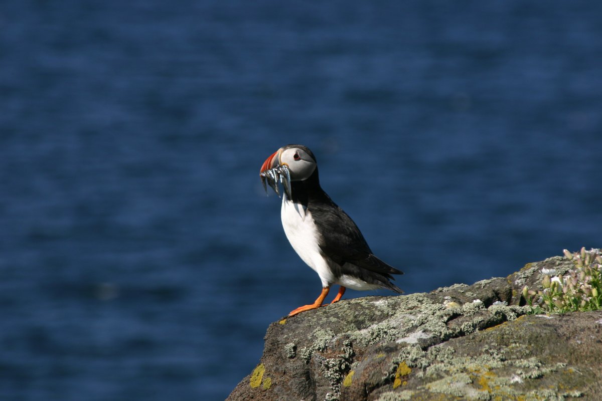 Exciting and positive seabird news from the Isle of May with the first puffins seen carrying fish which tells us they have chicks. The same date as last year and two days earlier than the long term average. @UK_CEH @TheSeabirdGroup @NatureScot @SteelySeabirder