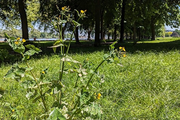 No Mow May is in full swing in Wandsworth, helping wildflowers and pollinators to thrive. 

wandsworth.gov.uk/news/news-may-…