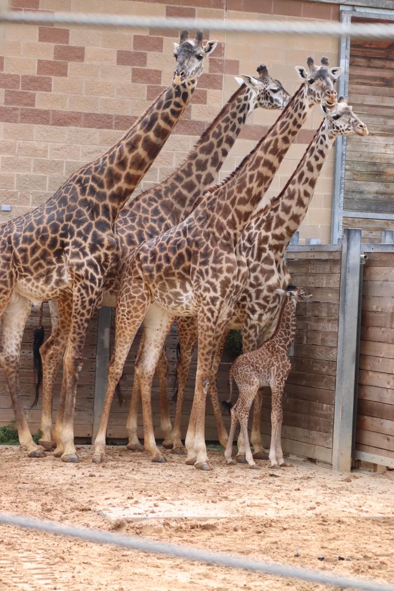 🦒 Reason #427 of why you should visit the Zoo this week. Soak up the sunshine and see our little fella named Tino. Tune in to our giraffe cam to spot Tino in his exhibit with the rest of the herd: bit.ly/2QzNUP4 📸: Esther B.