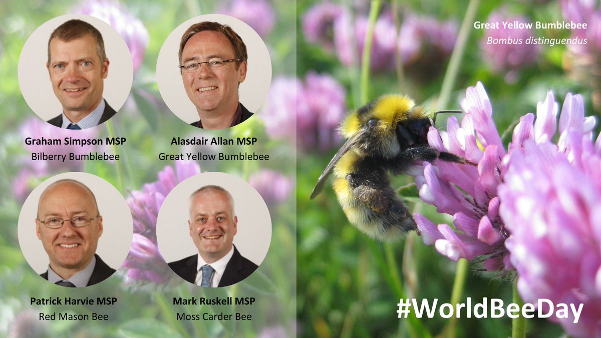 Wishing the Nature Champions #BeeTeam a happy #WorldBeeDay! 🐝 @alasdairallan - Great Yellow Bumblebee 🐝 @markruskell - Moss Carder Bee 🐝 @GrahamSMSP - Bilberry Bumblebee 🐝 @patrickharvie - Red Mason Bee Hosted by @BumblebeeTrust & @Buzz_dont_tweet. scotlink.org/link-campaigns…