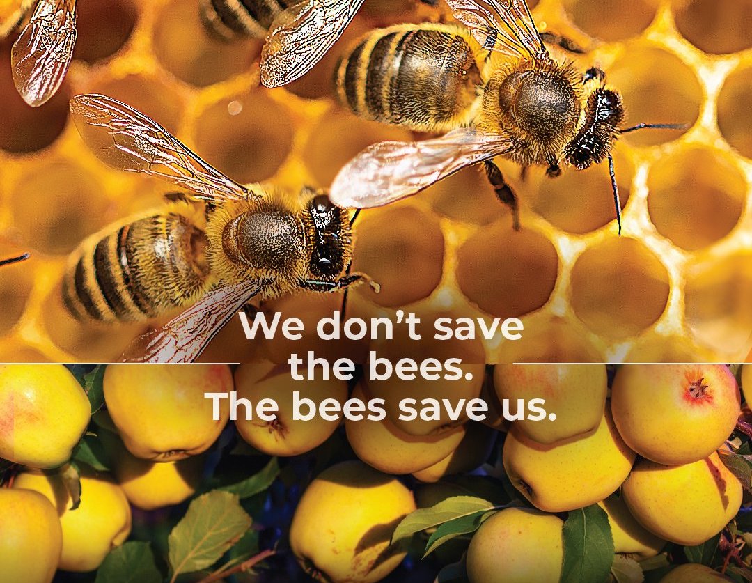 Oggi è la giornata mondiale delle #api. Gli #insetti impollinatori stanno morendo vittime dei pesticidi utilizzati in #agricoltura. Se le api muoiono, ne faremo le spese anche noi: 3 colture alimentari su 4 dipendono dagli impollinatori. No bees🐝No food🍎No life🌍 #WorldBeeDay