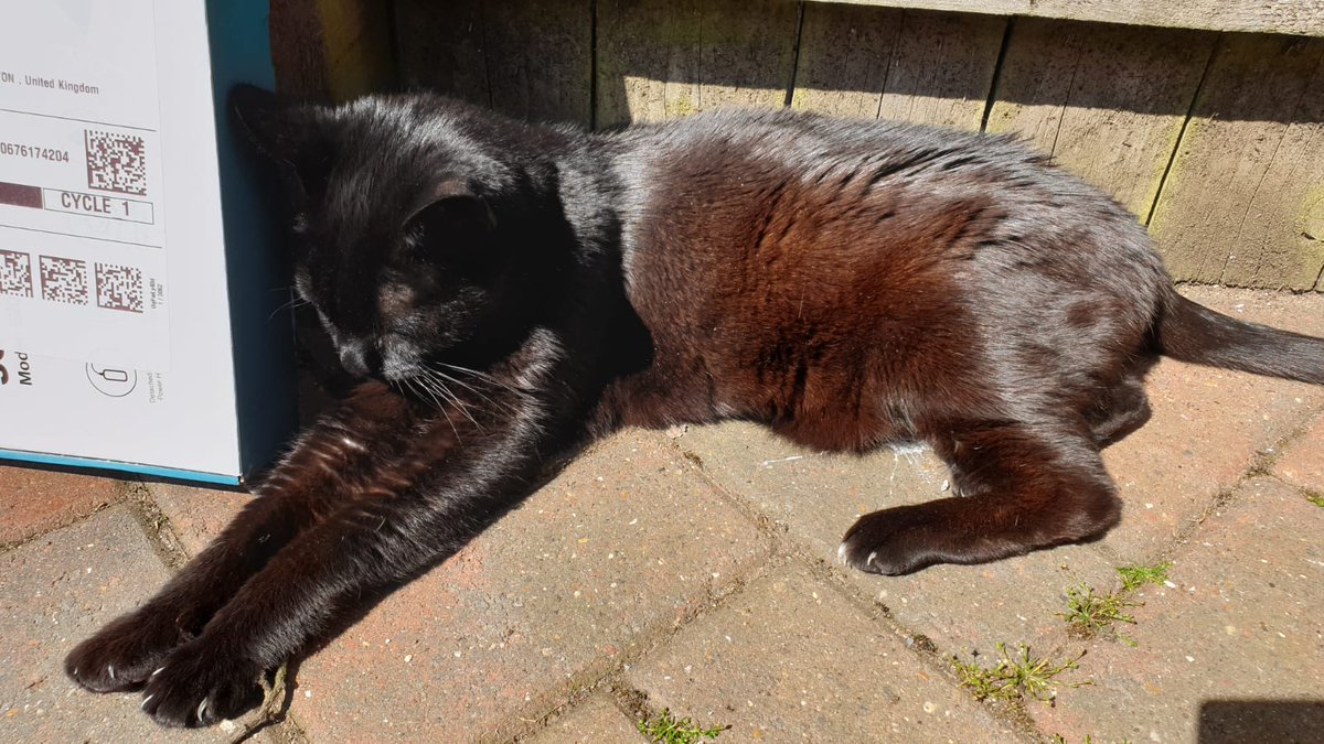 CatGuruNiks's tweet photo. @BitchestheCat My sweet girl, Robot, practicing her #PawWork in her auntie Helen's back garden ๐ฅฐ https://t.co/Me8aWUf6mr