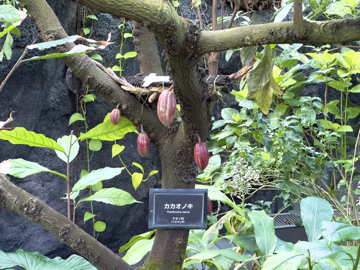 shoot_t_breeze's tweet photo. 最後に温室へ。本物のカカオ初めて見た https://t.co/MPHNTLCAbK