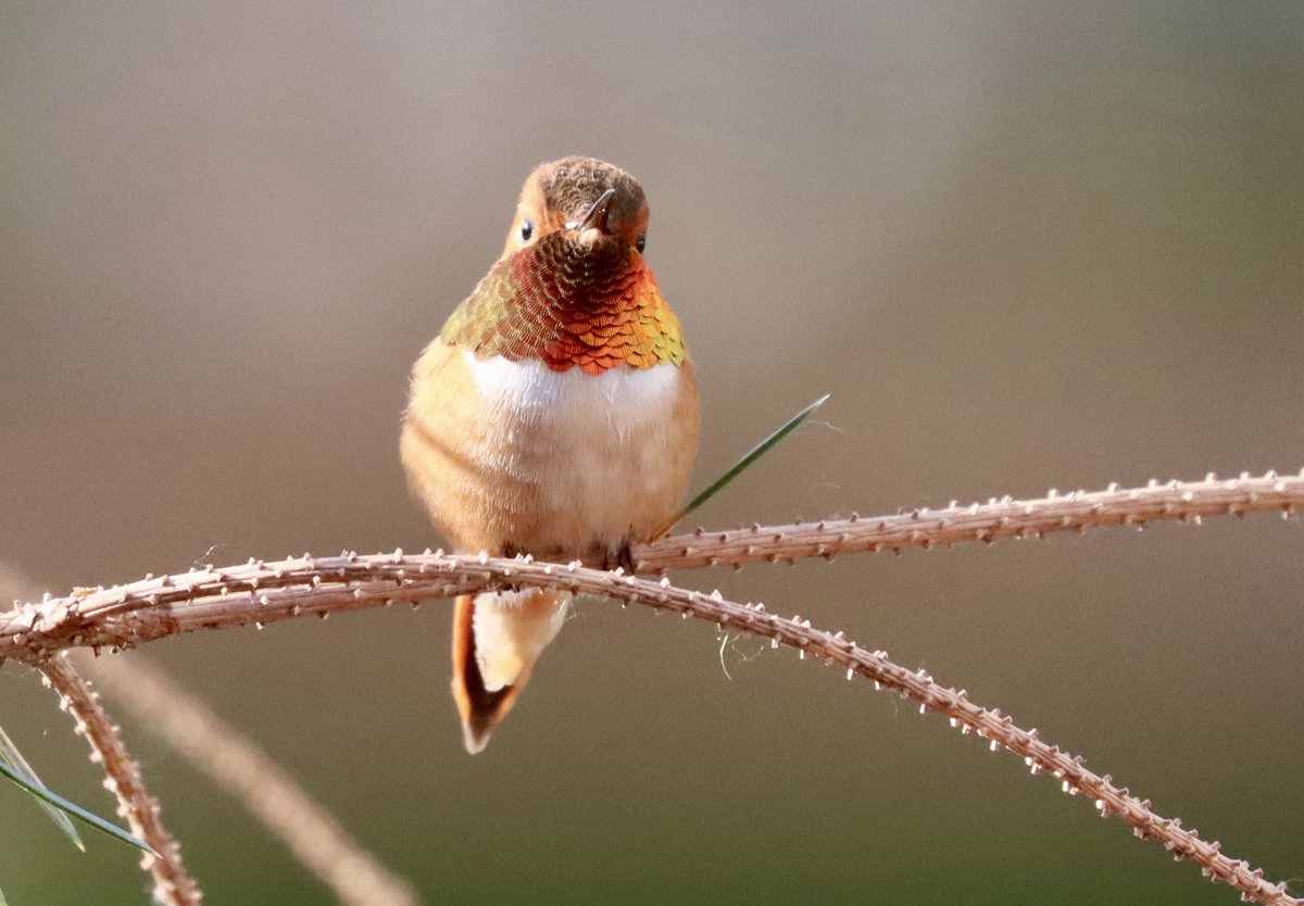 I’m not telling you where she is hiding.  #birdlover #backyardbirding #birdsoftwitter #hummingbird
