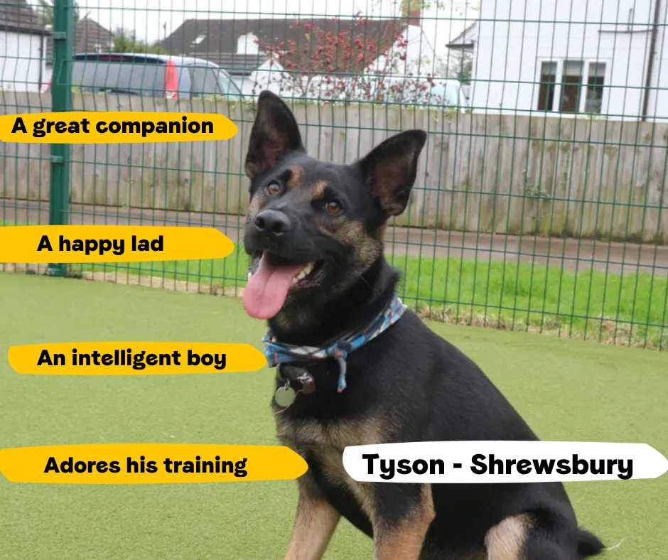 This intelligent boy is looking for his forever home where he can go on lots of adventures and run around until his hearts content! Could Tyson be the one for you?💛
@DT_Shrewsbury📍 bit.ly/4bKzqDj