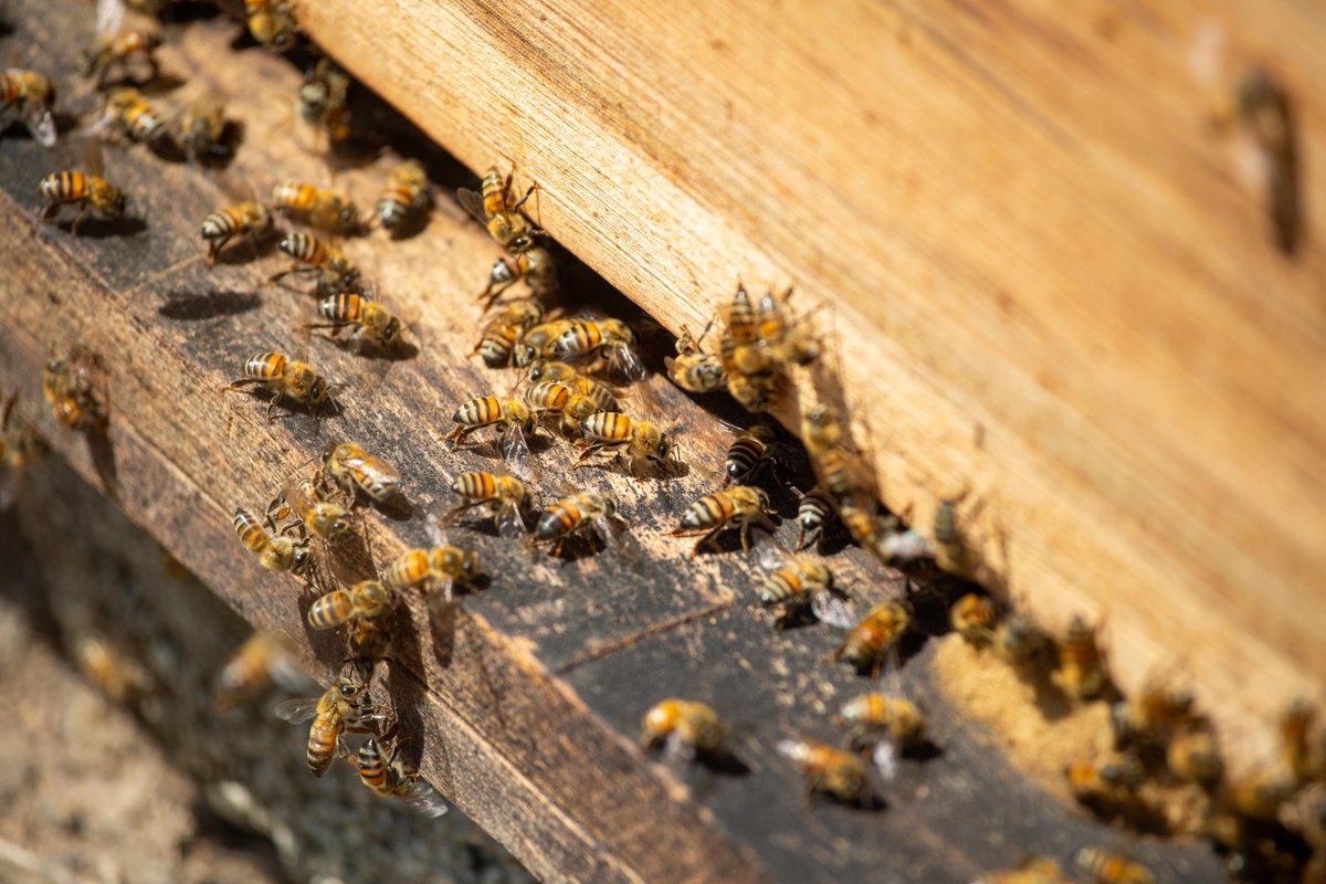 Heifer's tweet photo. Happy #WorldBeeDay! 🐝

In many of our projects, we teach farmers to keep honeybees to:

🌎 care for the Earth
🥦 increase crop yields
🍯 diversify income by selling honey.

Learn why we need bees and how you can help → https://t.co/7PcTOh1dZG https://t.co/xke6HzTUjU