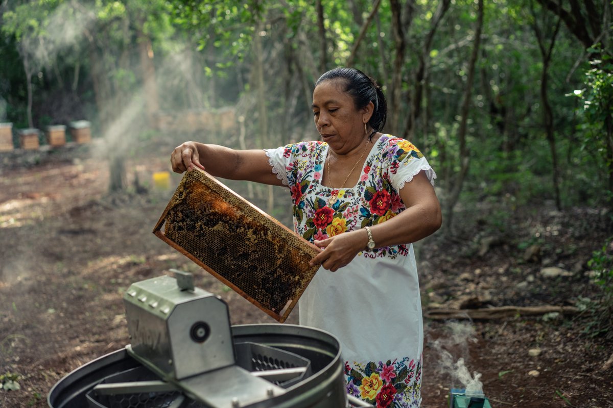 Heifer's tweet photo. Happy #WorldBeeDay! 🐝

In many of our projects, we teach farmers to keep honeybees to:

🌎 care for the Earth
🥦 increase crop yields
🍯 diversify income by selling honey.

Learn why we need bees and how you can help → https://t.co/7PcTOh1dZG https://t.co/xke6HzTUjU