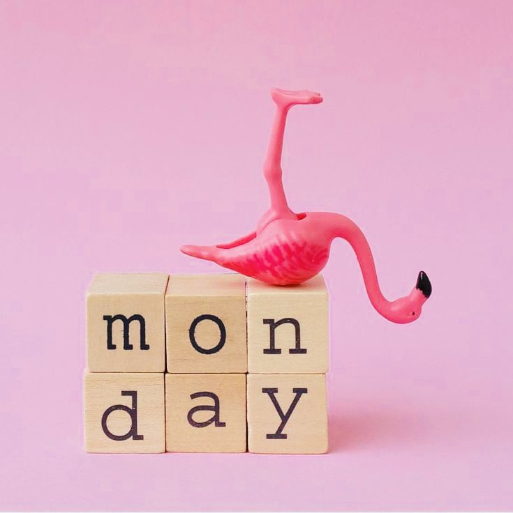 Have a Pink Flamingo Monday, my friends! 🦩🦩 #Monday #Mondaymood
