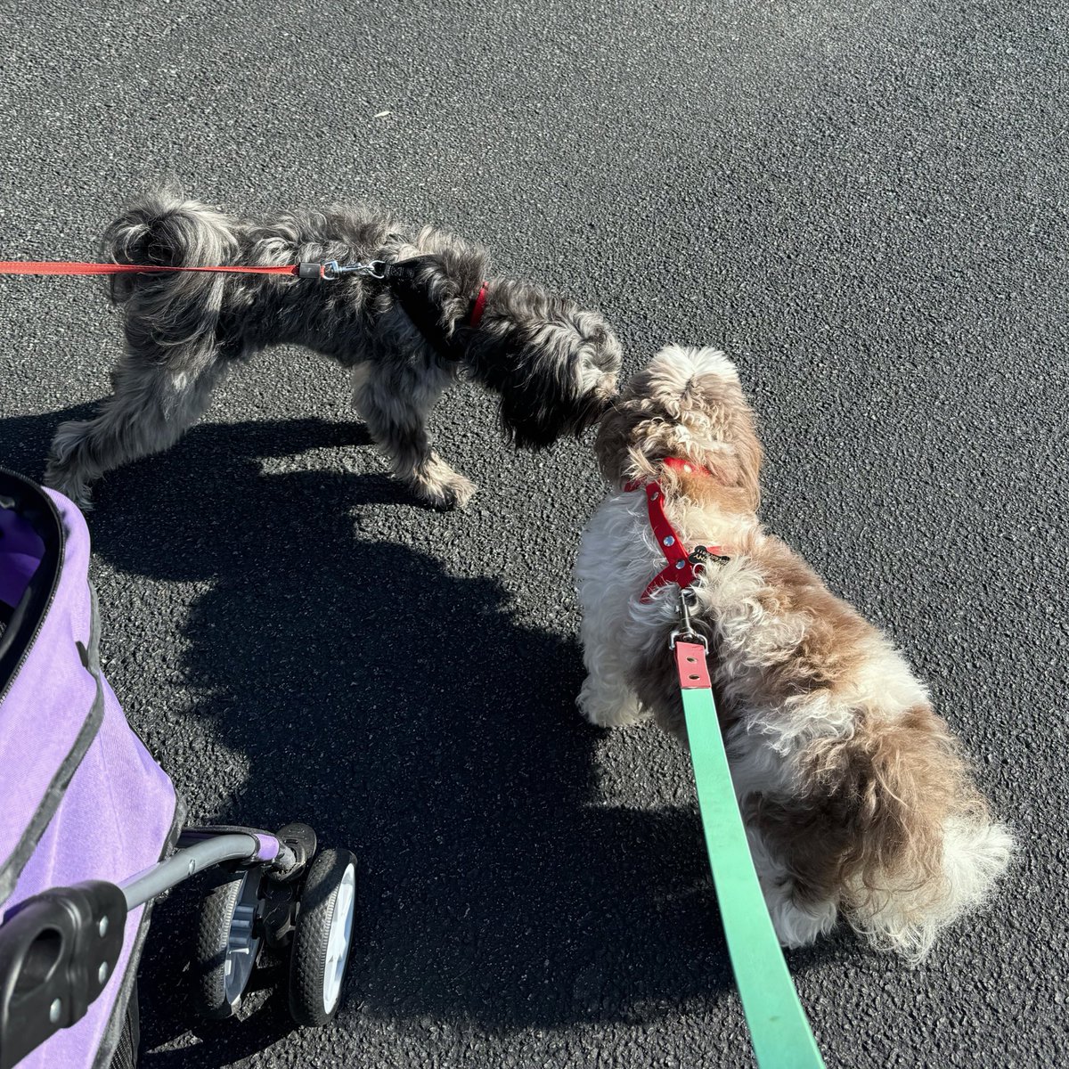 AdamsFamilyTzus's tweet photo. Itβs Taco Monday! Ran into Taco on my morning stroll. #TacoMonday #Taco #TacoTime #morningstroll #strolling #strollerlife https://t.co/qC7kXY90nw
