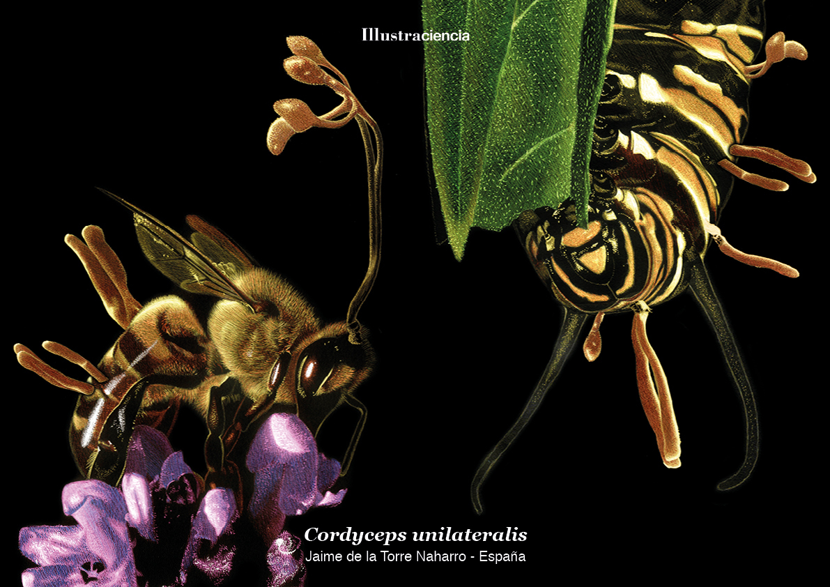 El Cordyceps unilateralis es capaz de modificar la conducta de los insectos que infecta #illustraciencia4 ift.tt/WxTg1XC