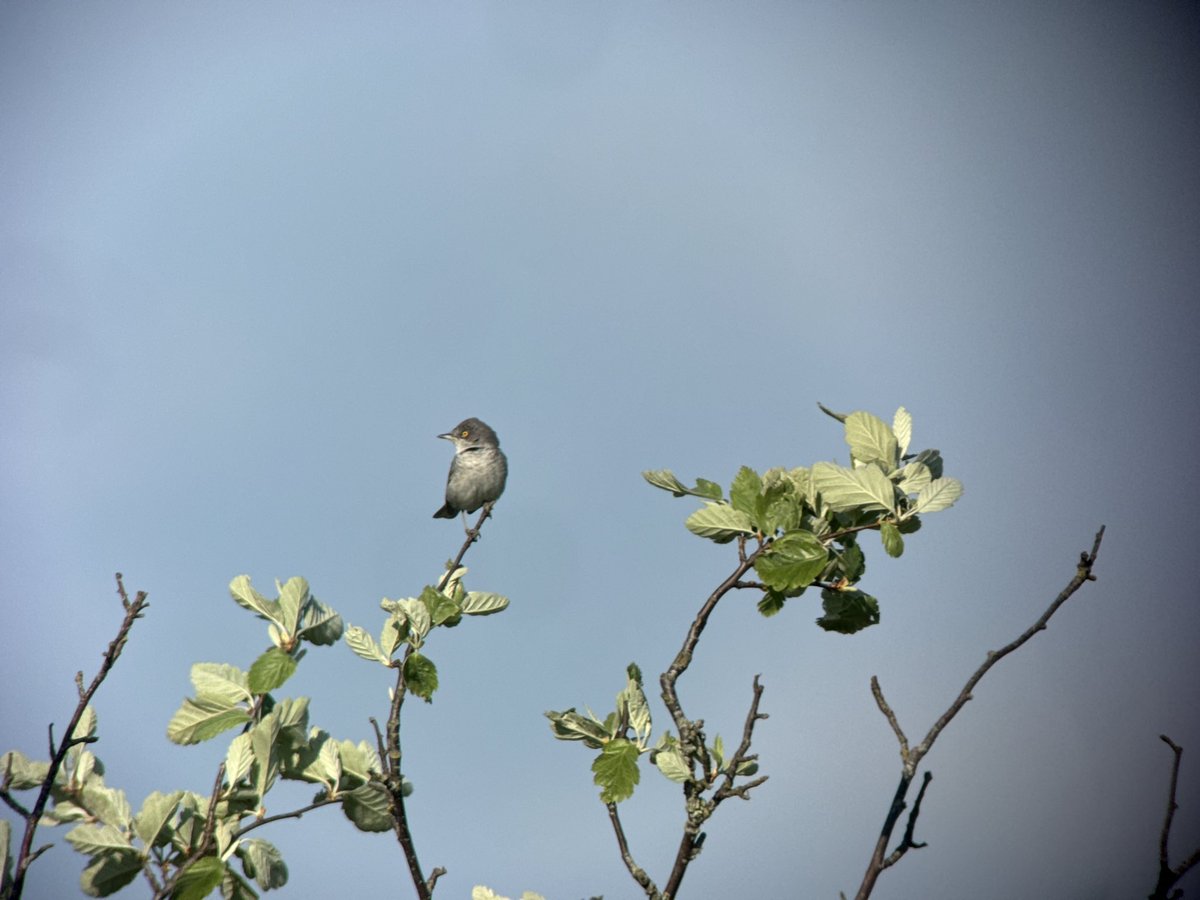 Gotland Blåmes tweet media