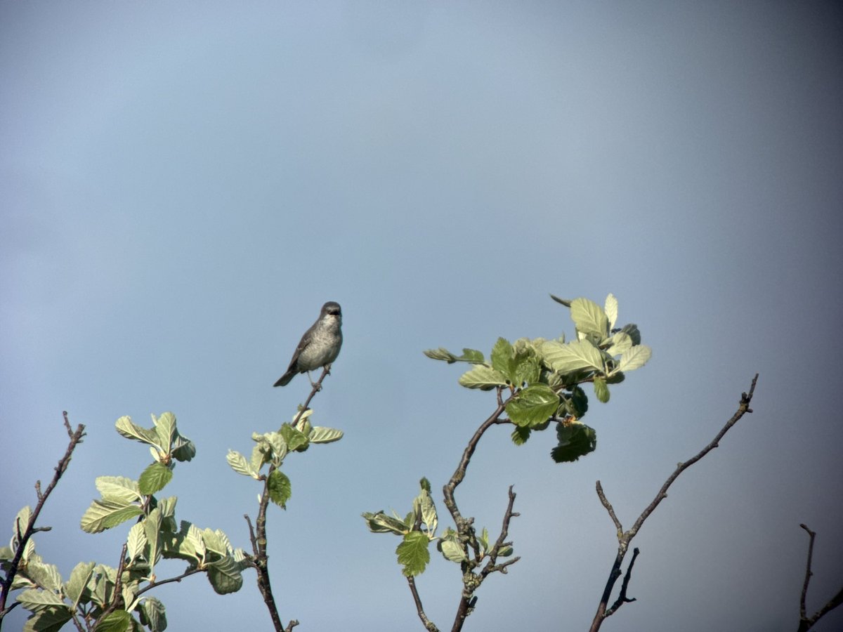 Gotland Blåmes tweet media