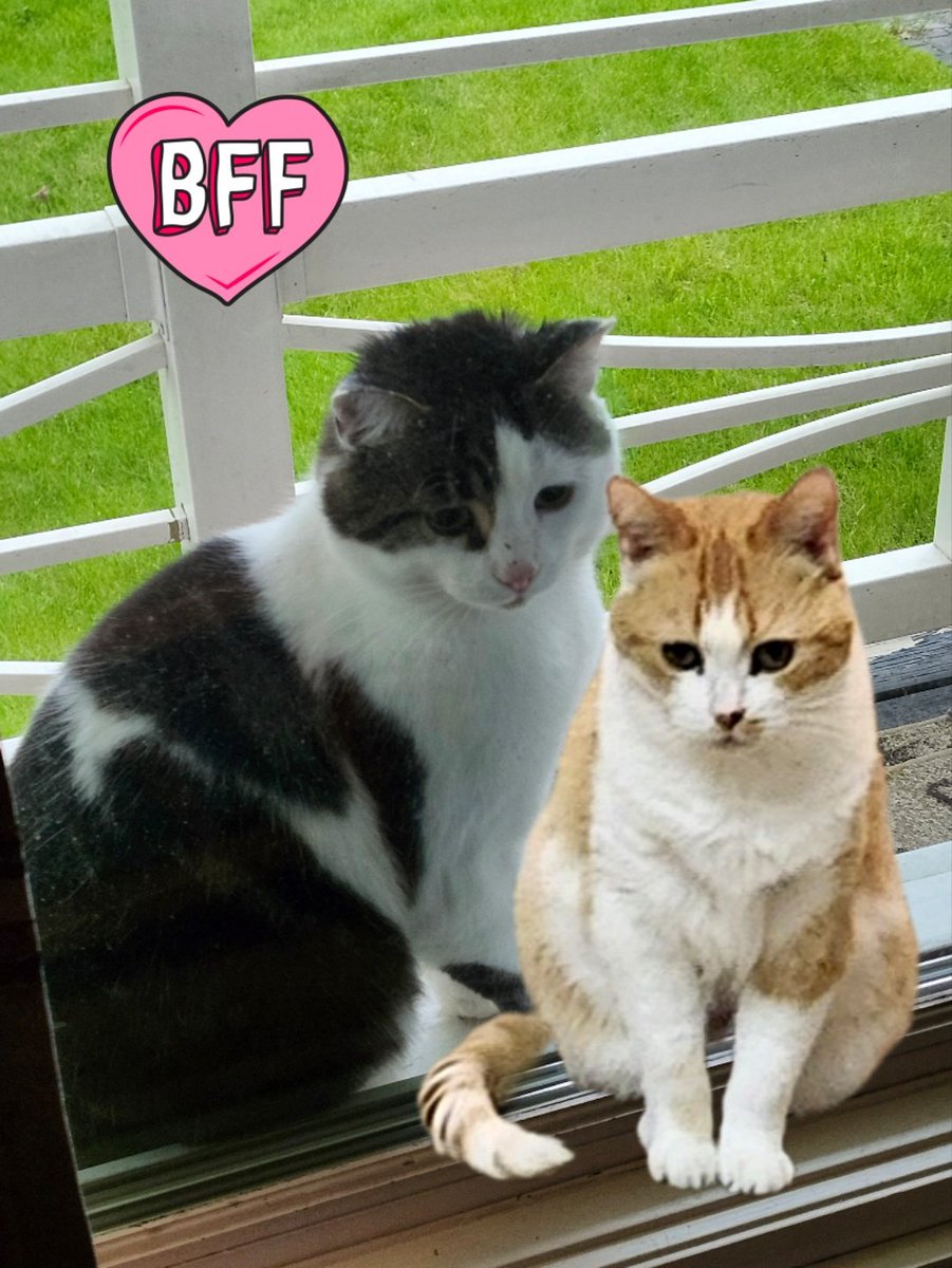 Hi furiends!  It's Emma here wif me good Pal Lemon.  It's #VictoriaDay here in Catnada and we haf da day off.  Dat means cats too, so yoo can bet we aren't baking for #kittyloafmonday.  😹😹

Happy new week! 💖💖💖😽